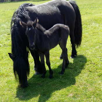 Rackwood Xena, fell pony filly foal